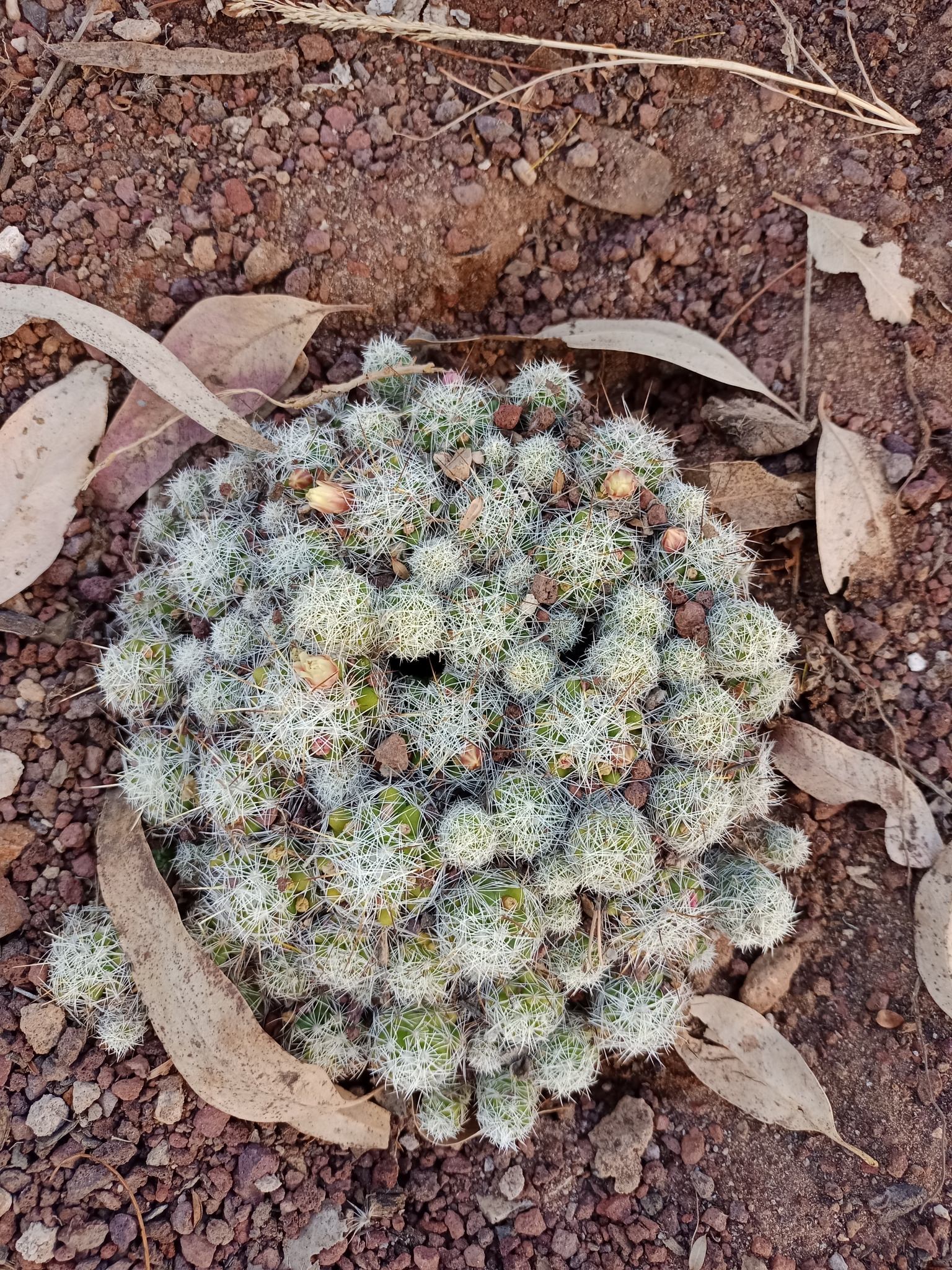 Mammillaria gracilis